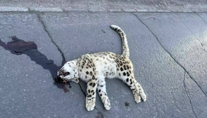 雪豹在路面死亡疑遭车辆撞击,警方介入 律师:故意撞击或涉刑责,如系意外应担赔偿责任