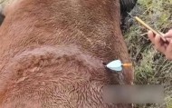 山西吕梁一养殖场马匹中箭死亡,马主人称系无人机狩猎射死,警方介入