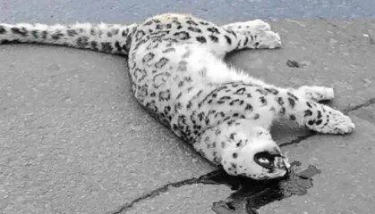 国道上发现雪豹尸体,疑似一级保护动物遭车辆撞击