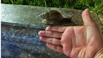 正大量出现！有人摸了后持续高烧，严重可致死……