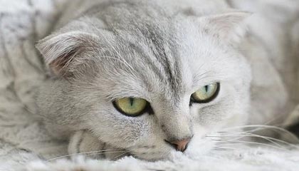 度小满们的尴尬:消金导流生意还能做多久?