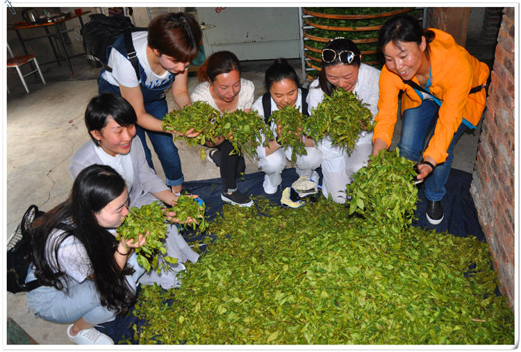 茶艺的培训课程在哪学？